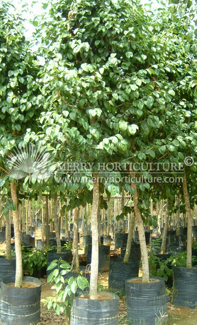 Ficus Macrocarpa(round leaves)